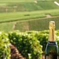 Nueva uva en Champagne